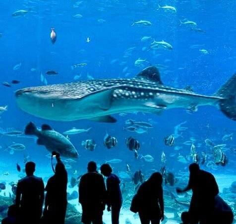 CDMX - Acuario Inbursa