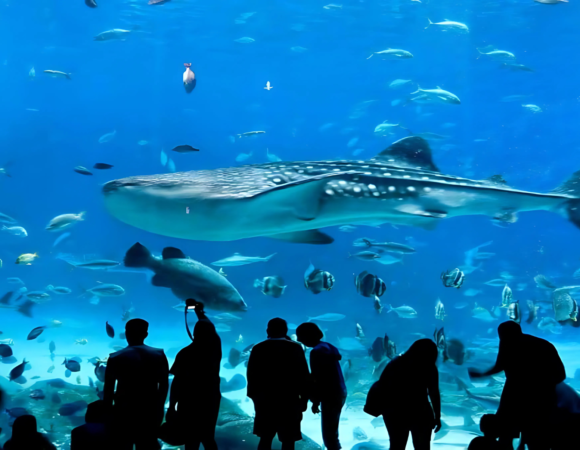 CDMX - Acuario Inbursa